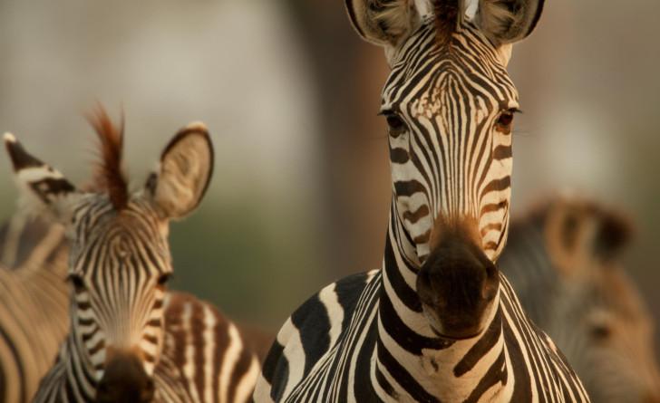 « Les Animaux de Noël »